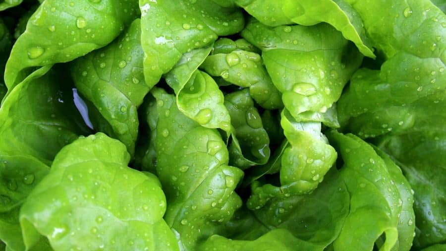 Les meilleures plantes à faire pousser pour composer des salades délicieuses et nutritives